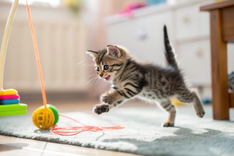 הבנת שפת הגוף של החתול