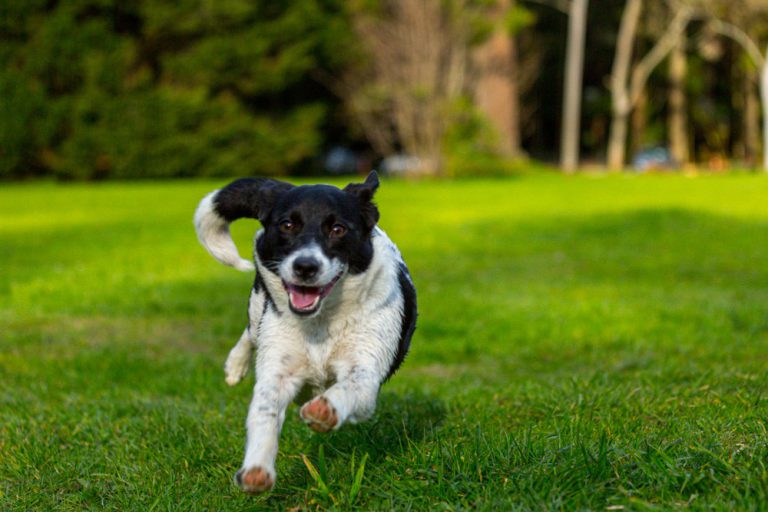 שומרים על איזון נפשי לכלב
