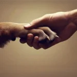 Banner_Alleva_Amuta