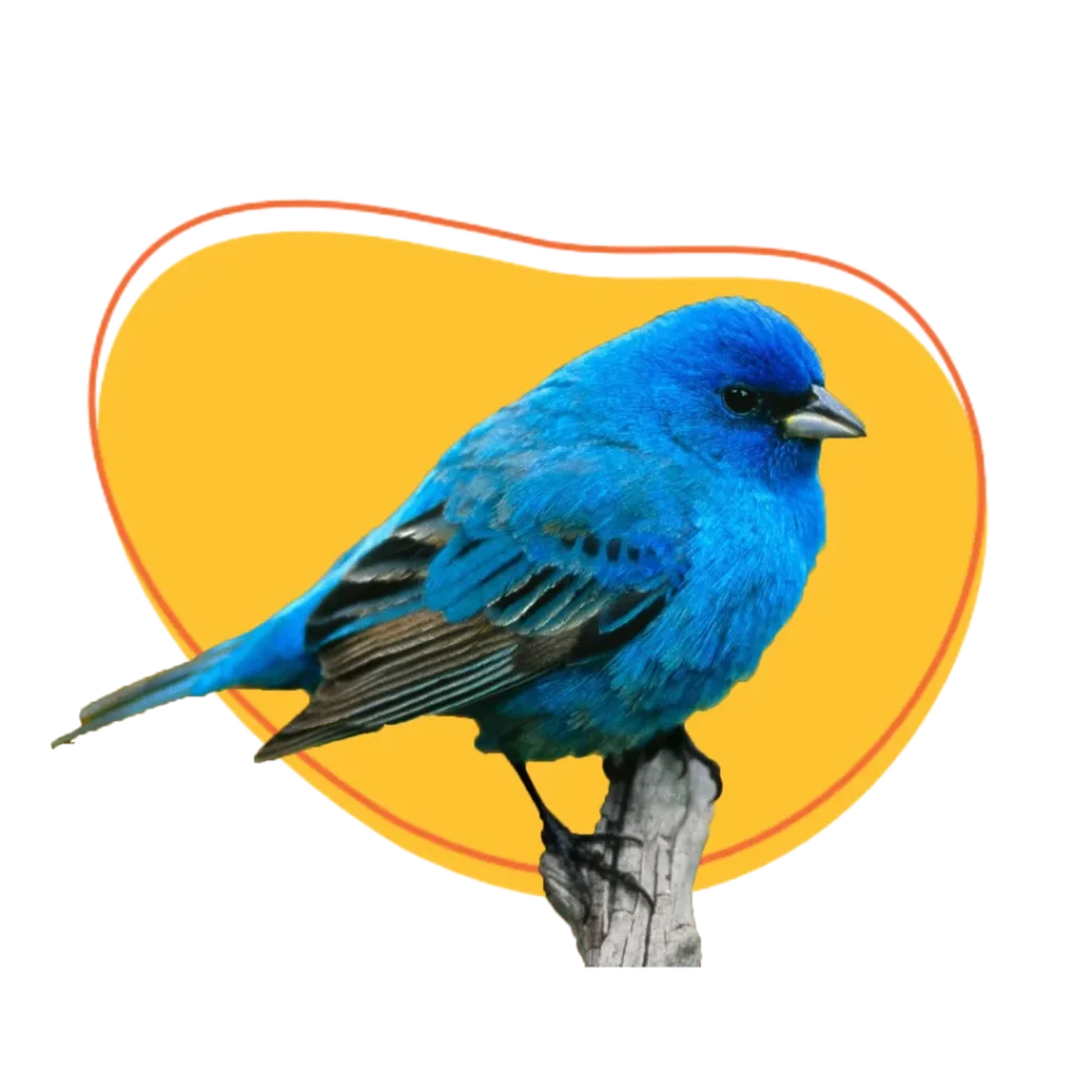 Birds-homepage-section